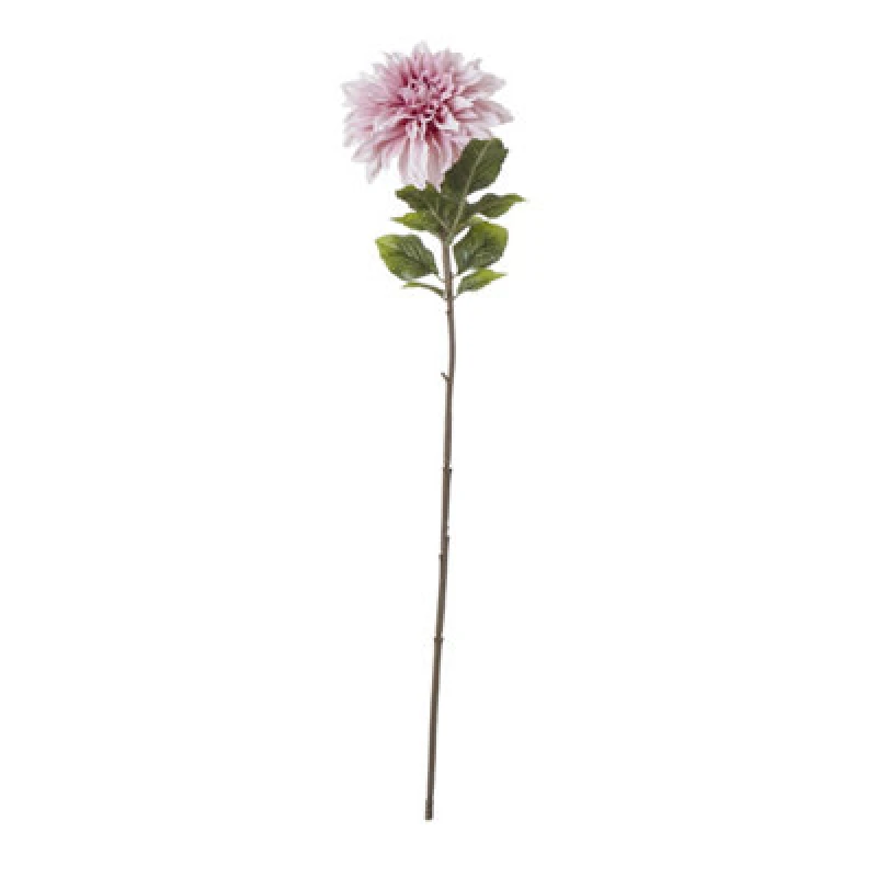 Image of The Natural Garden Collection Pink Dahlia
