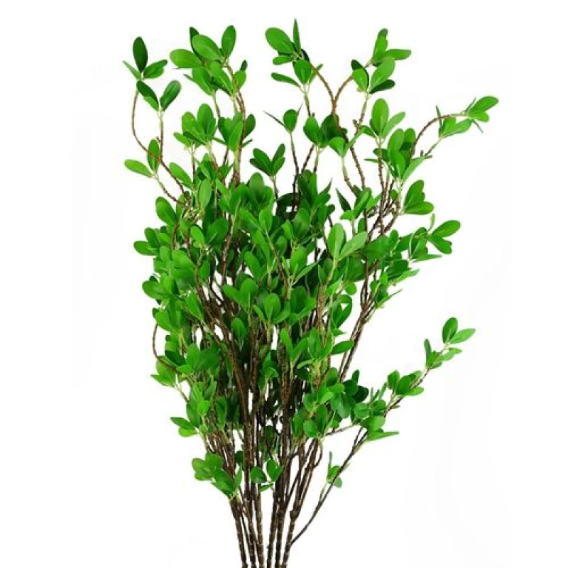 Image of Leaf Pack of 6 x 100cm Mini Leaf Ficus Stem