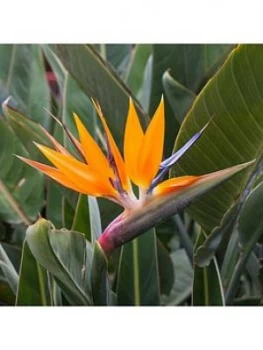Image of Strelitzia Regina 'Bird Of Paradise'
