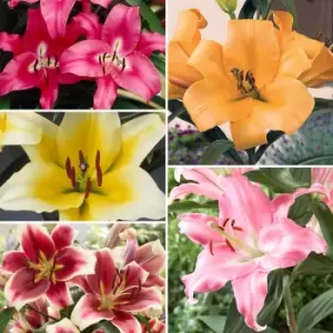 Image of Yougarden Mixed Skyscraper Lilies Collection x 25 Bulbs
