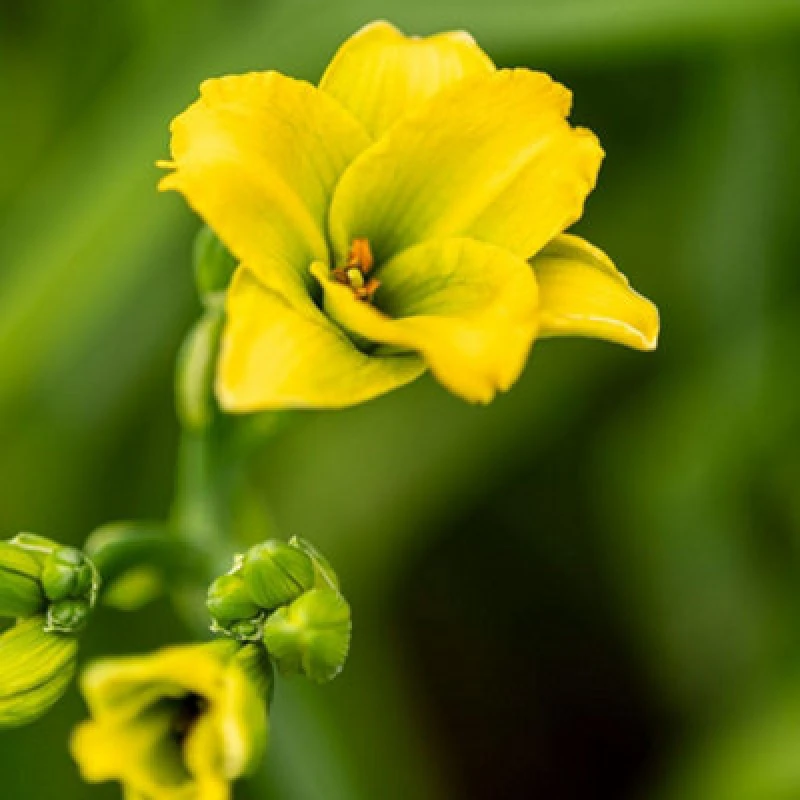 Image of Thompson & Morgan Hemerocallis See You Tomorrow 2 Litre Potted Plant X 1