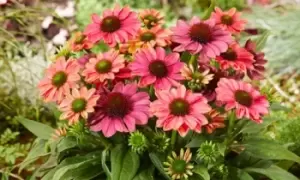 Image of Echinacea Evolution Colourific Plant, Two, Green