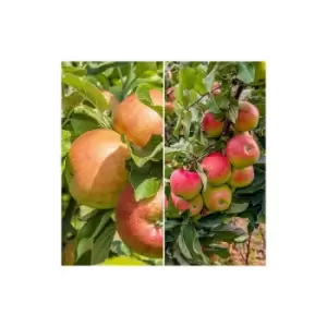 Image of Duo Fruit Apple Tree - 3L potted 70-80cm