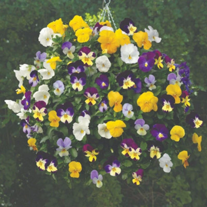 Image of Viola Allspice Mixed Trailing Pansy Seeds Colourful Fragrant Variety 1 Packet X 30Seeds By Thompson & Morgan