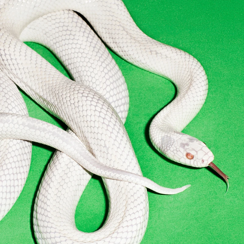 Image of Private Music Vinyl