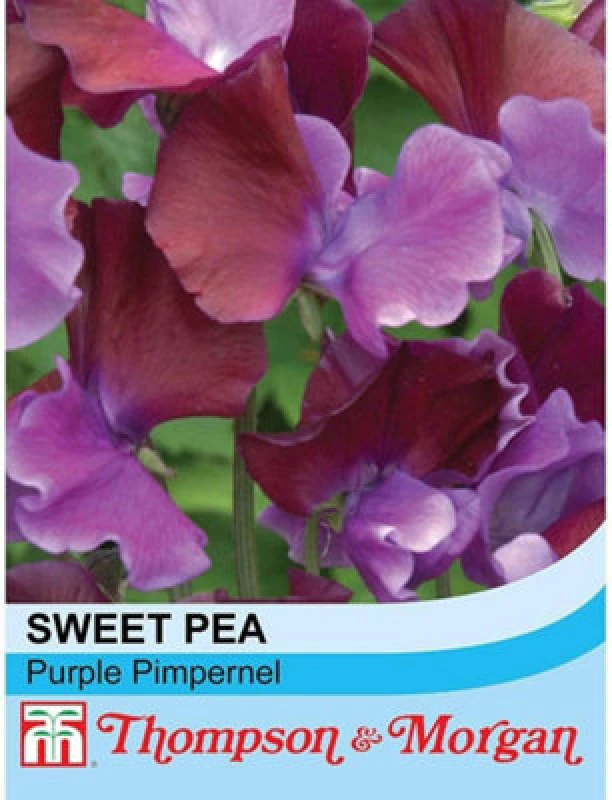 Image of Thompson & Morgan Sweet Pea Purple Pimpernel 1 Packet (20 Seeds)