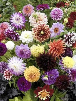 Image of Dahlia 'Hybridisers Mix' X 10 Tubers
