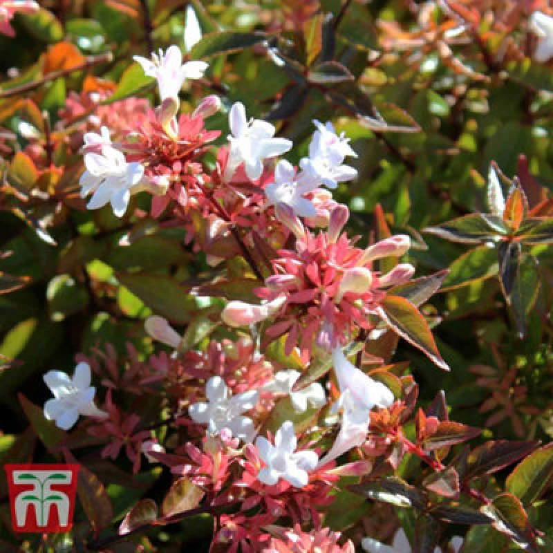 Image of Thompson & Morgan Abelia Grandiflora 3.6 Litre Potted Plant X 2