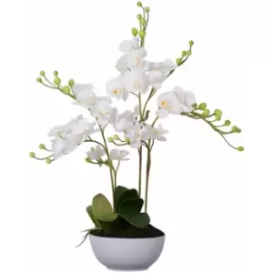 Image of White Orchid Plant with White Ceramic Pot - Premier Housewares