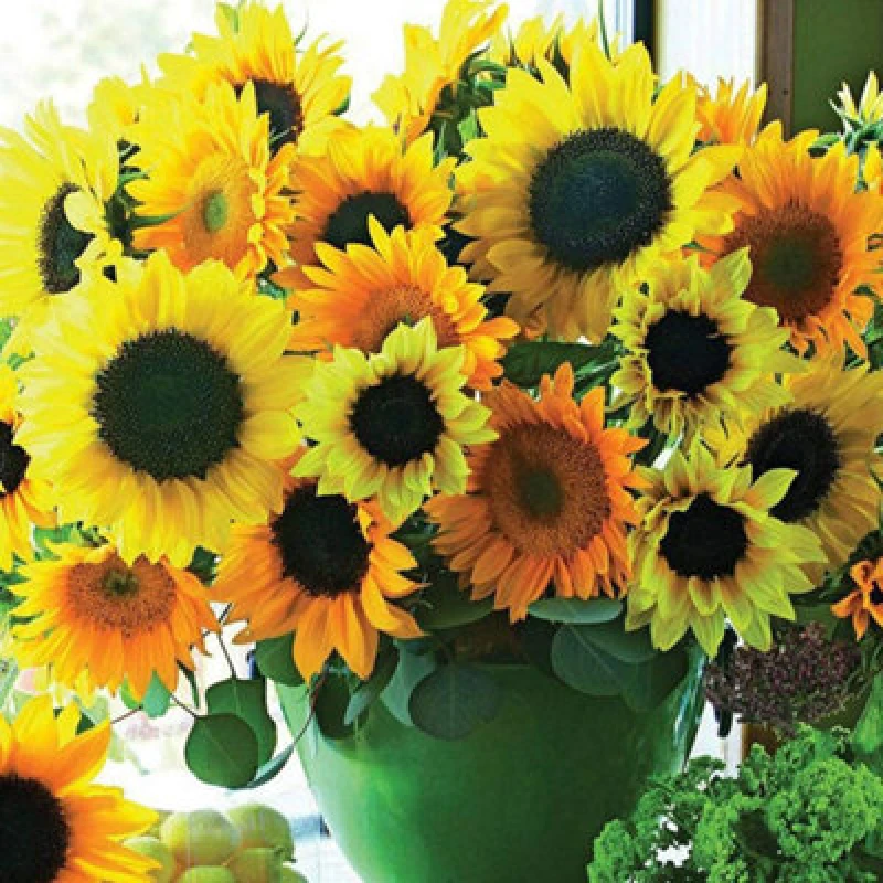 Image of Thompson & Morgan Helianthus Van Gogh 1 Packet (20 Seeds)