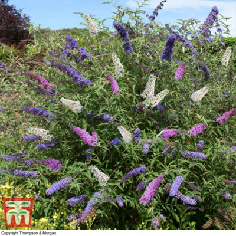 Image of Thompson & Morgan Buddleja Tricolour Butterfly Bush - 2 Litre Potted Plant X 2 - Ideal For Wildlife Gardens - Hardy Shrub