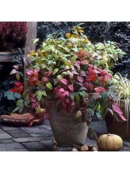 Image of Nandina 'Firepower' 2L