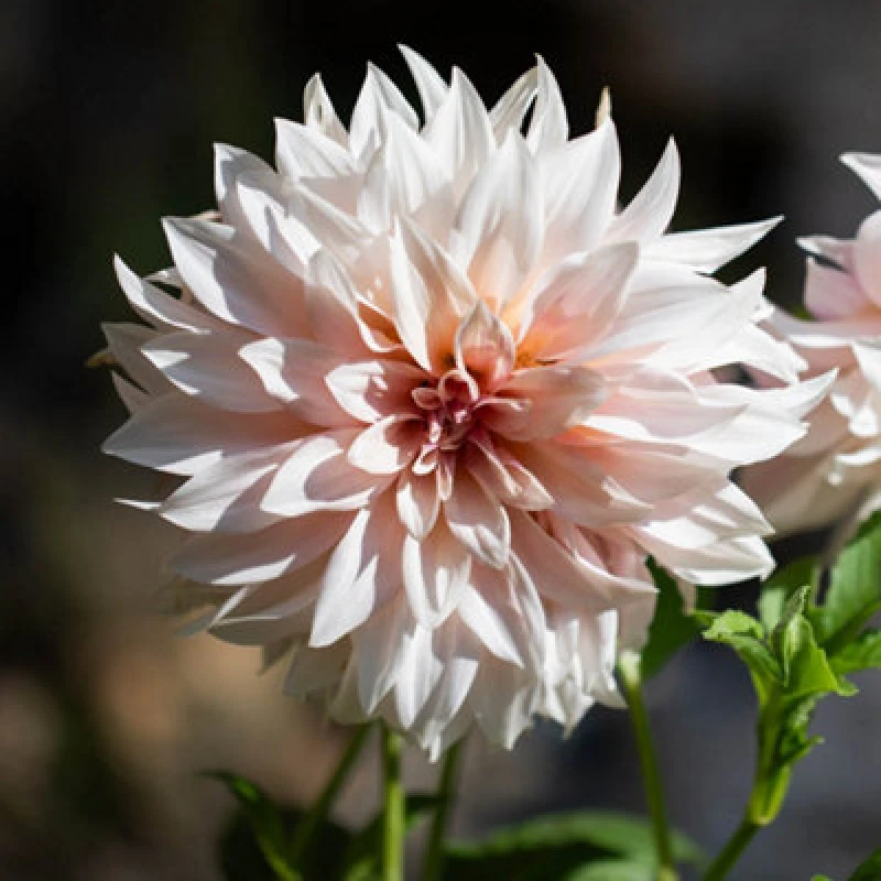 Image of You Garden Dahlia 'Cafe Au Lait ' - 3 Tubers One Colour WFHV2 Unisex