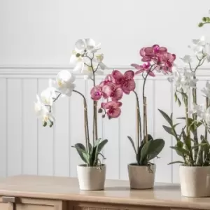 Image of Crossland Grove Orchid White W/Ceramic Pot 300X220X500Mm