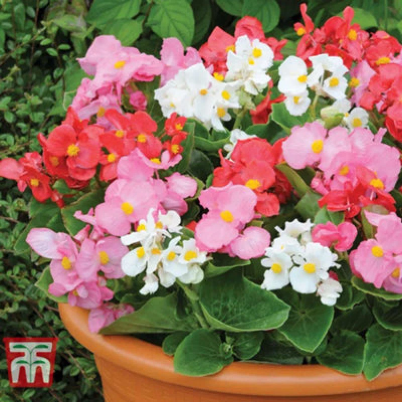 Image of Thompson & Morgan Begonia F1 Giant Lo-Tto Mixed - 24 Plants