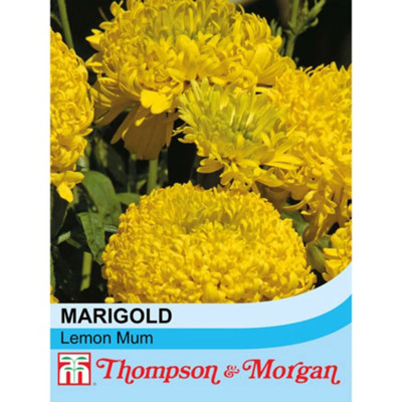Image of Thompson & Morgan Marigold Lemon Mum 1 Packet (100 Seeds)
