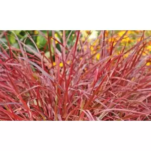 Image of Thompson & Morgan Thompson and Morgan Pennisetum Fountain Grass 'Fireworks' 9cm Pot x 3