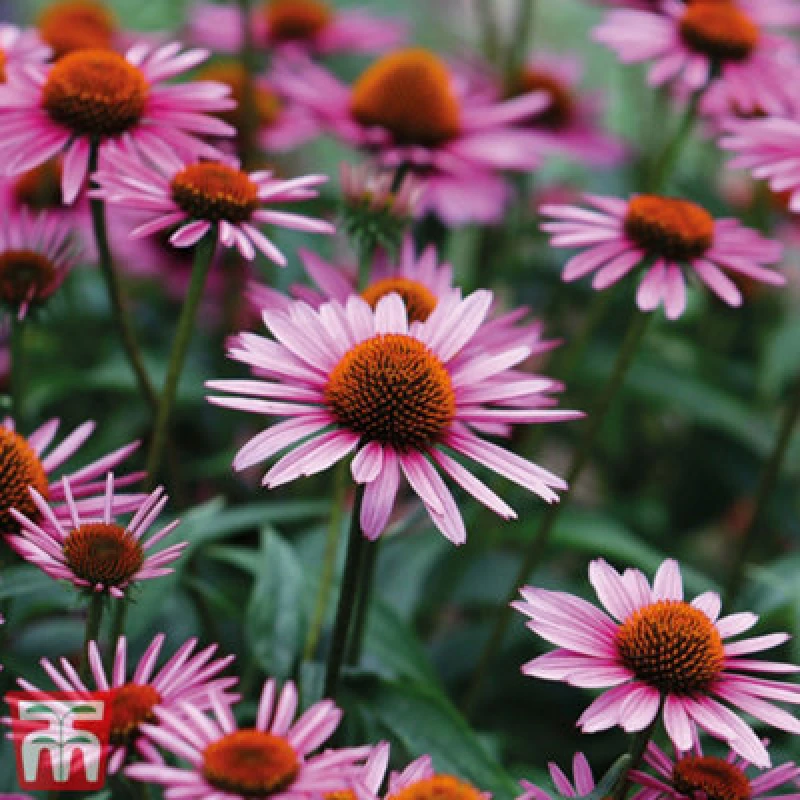 Image of Thompson & Morgan Echinacea (Cone Flower) Purpurea 1 Litre Potted Plant X 1