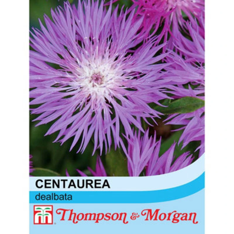 Image of Thompson & Morgan Cornflower (Perennial) Dealbata 1 Seed Packet (80 Seeds)