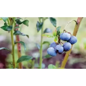 Image of Thompson & Morgan Thompson and Morgan Blueberry Bluecrop 9cm pot x 1
