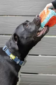 Image of Large NightSafe Reflective Collar - Blue, 46-66 cm