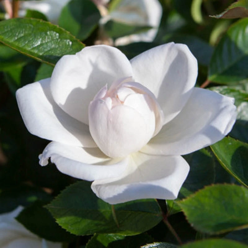 Image of Yougarden Harkness Rose 'white Wedding' 4 Litre Pot, Celebration Rose, Ready To Plant, Grow, And Gift, Grow In Pots And Garden Borders, Frag