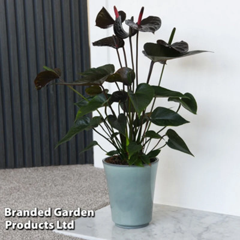 Image of Thompson & Morgan Anthurium Black Love 12Cm Pot X 1