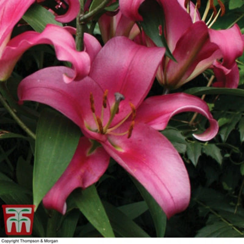 Image of Thompson & Morgan Tree Lily 'pink Panther' - 3 Summer Flowering Bulbs