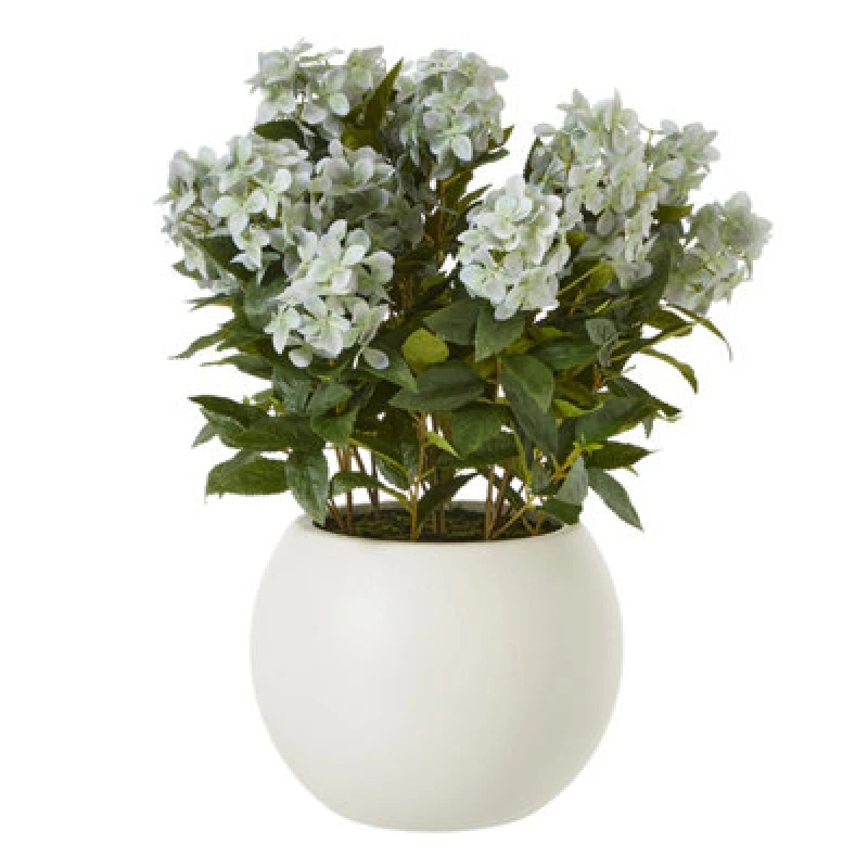 Image of Large Green Hydrangea Plant In Pot