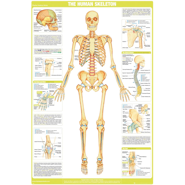 Image of Chartex - The Human Skeleton Maxi Poster