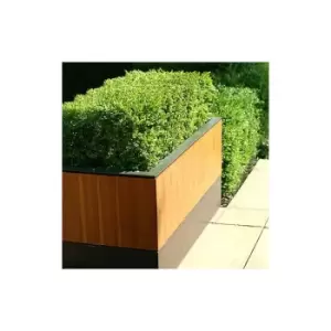 Image of Box Hedging pack - 10 plants