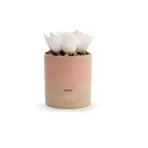 Image of Succulent Oil Diffuser - XOXO