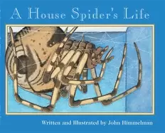 Image of house spiders life
