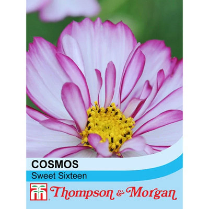 Image of Thompson & Morgan Cosmos Sweet Sixteen 1 Seed Packet (70 Seeds)