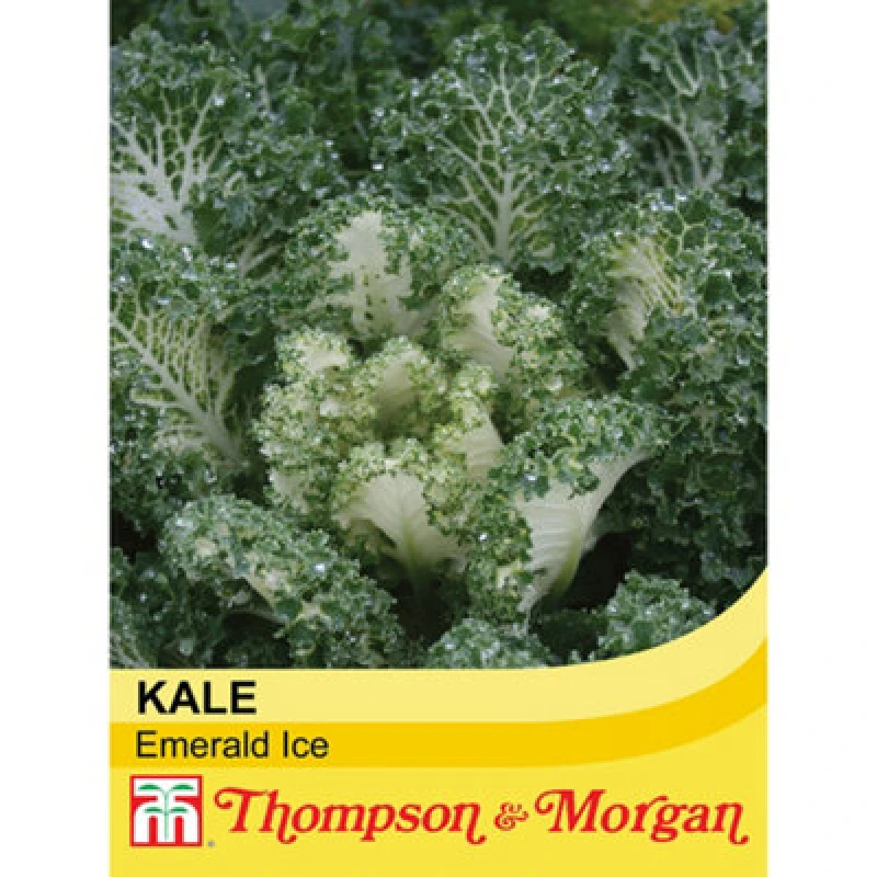 Image of Thompson & Morgan Kale Emerald Ice 1 Seed Packet (20 Seeds)
