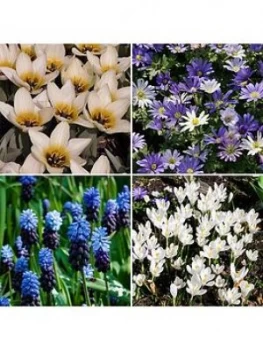 Image of Santorini Bulb Collection 140 Bulbs