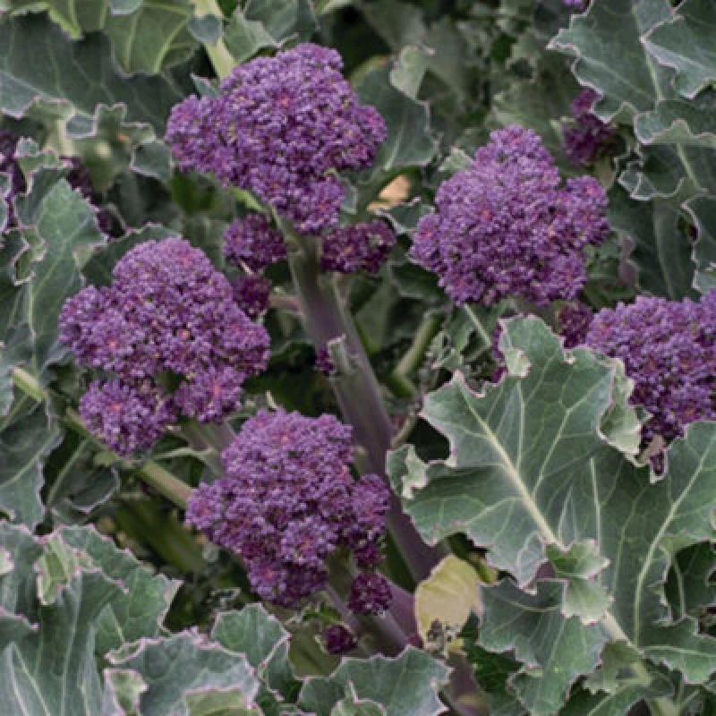 Image of Thompson & Morgan Broccoli Sprouting Summer Purple 1 Seed Packet