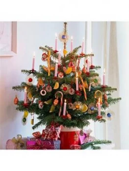 Image of Pot Grown Nordmann Christmas Tree 80-100Cm