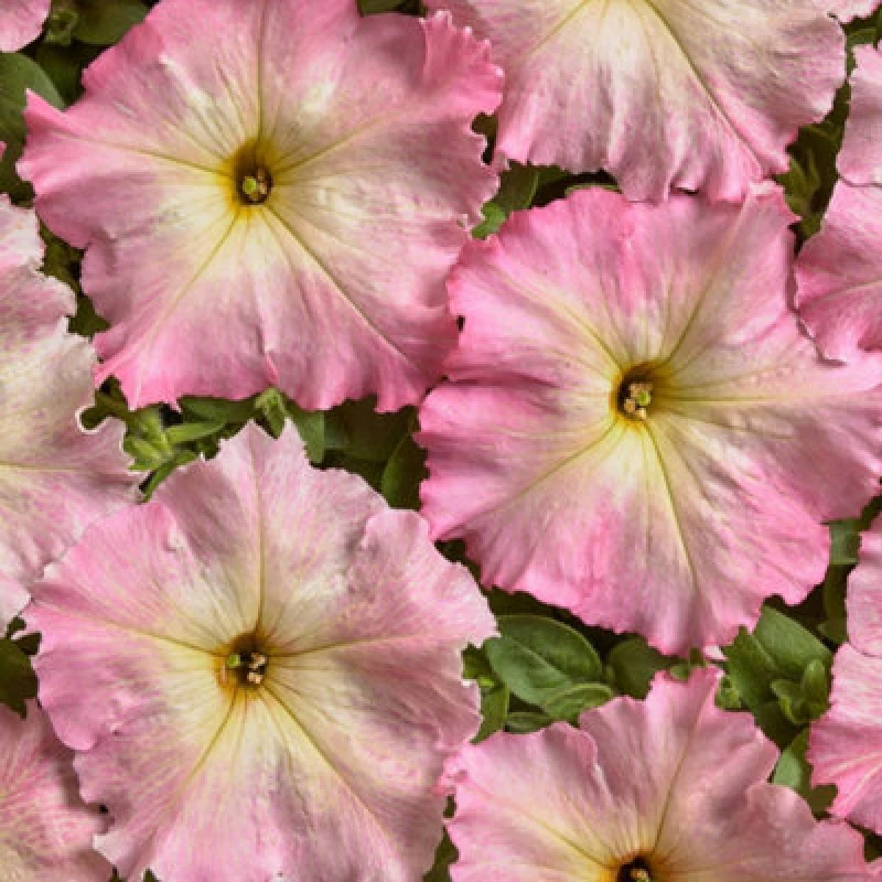 Image of Petunia Hybrida Alenka F1 Baby Pink & Yellow Vintage Blooms Easy Bedding Flower Seeds (30) By Thompson & Morgan
