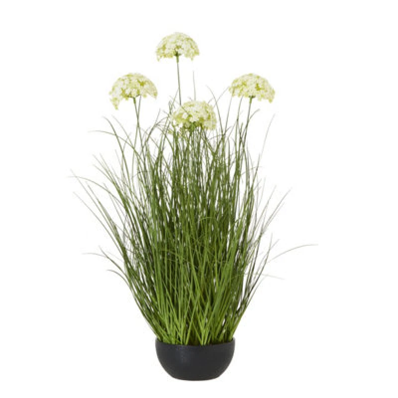 Image of Large White Allium Plant In Pot