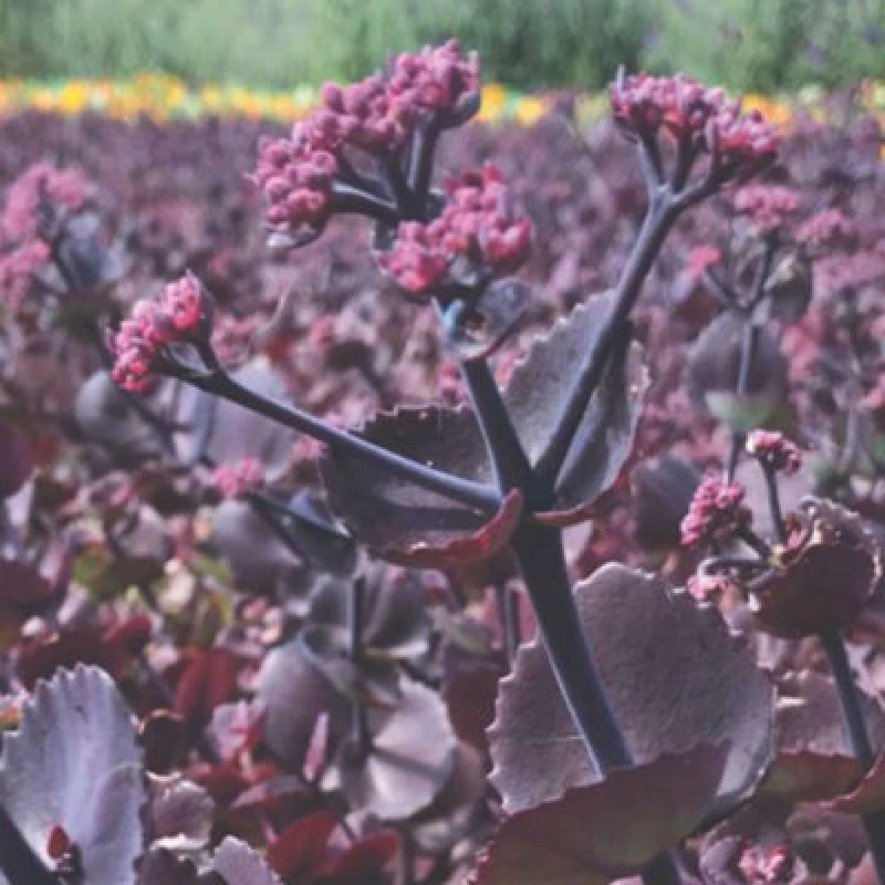 Image of Thompson & Morgan Sedum Ussuriense Turkish Delight Seeds - Hardy Perennial Plant For Garden Patio Pots & Containers