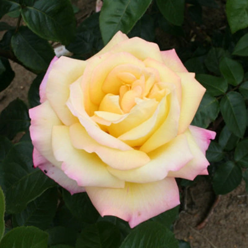 Image of YouGarden Rose Peace (4L Pot) Roses 4L Pot Multi 39216099000