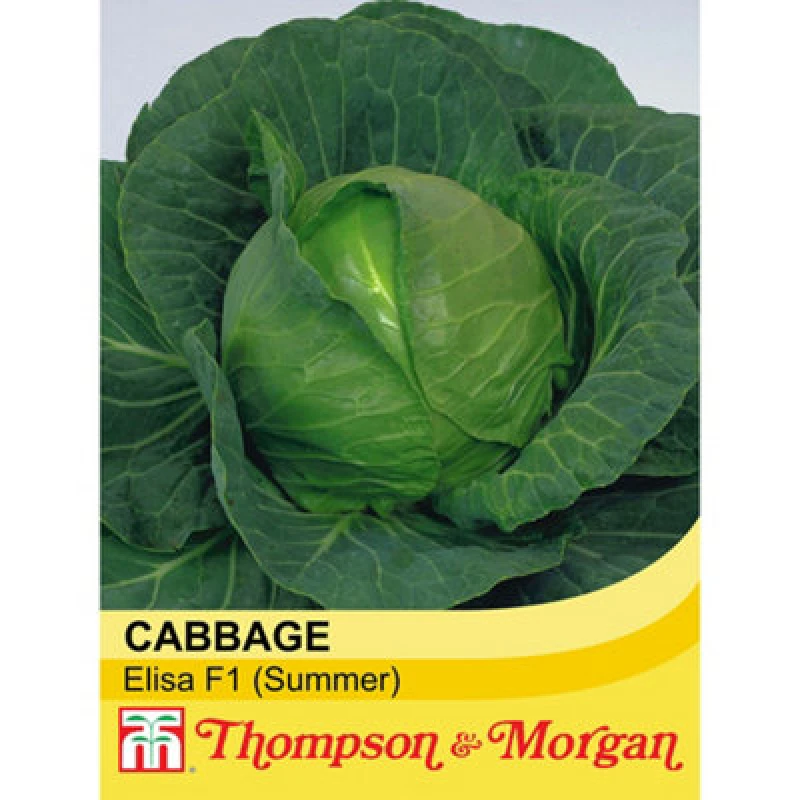 Image of Thompson & Morgan Cabbage Elisa F1 Hybrid 1 Seed Packet (30 Seeds)