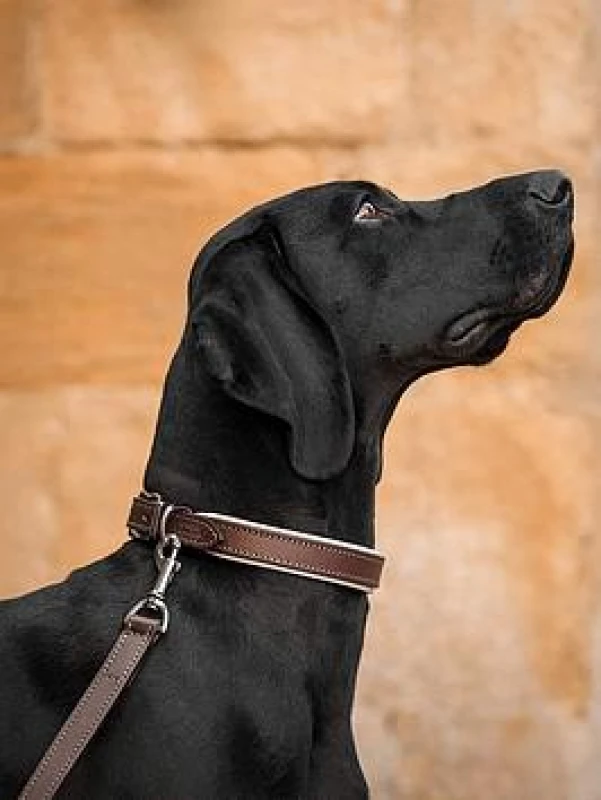 Image of Lords and Labradors Italian Padded Leather Collar Brown & Cream XS, Brown 24689