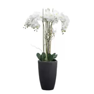 Image of Crossland Grove Potted Phalaenopsis Orchid X5 White H940Mm