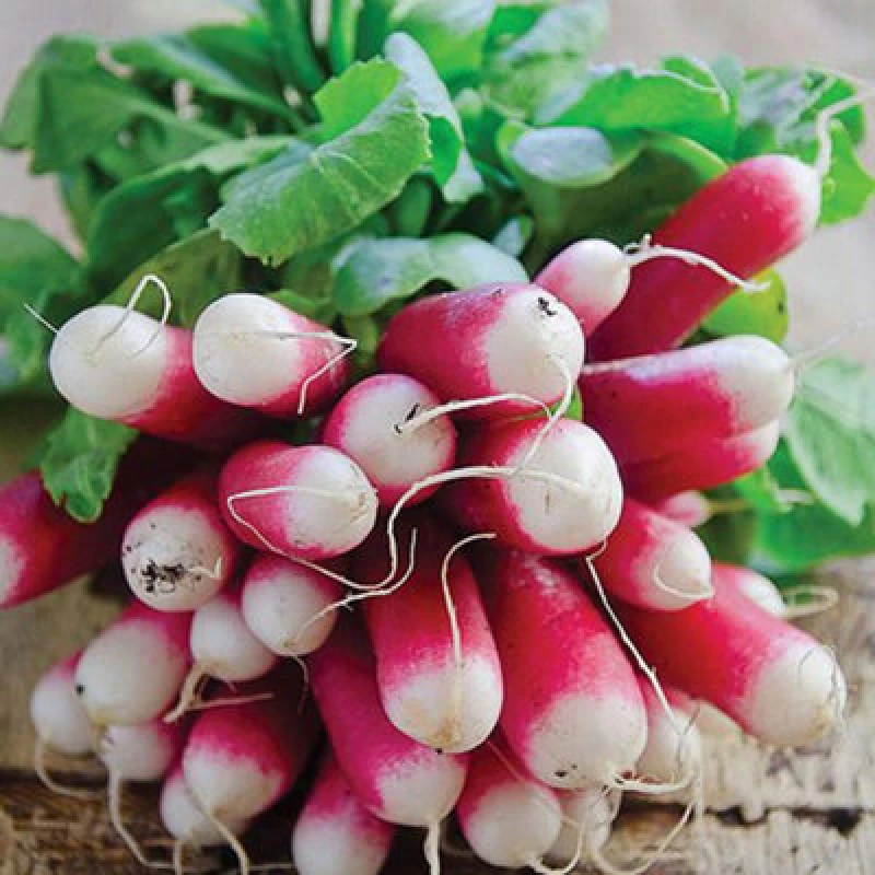 Image of Thompson & Morgan Radish French Breakfast 3 - Rhs Kids 1 Seed Packet