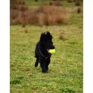 Image of Gioco Tennis Dog Ball