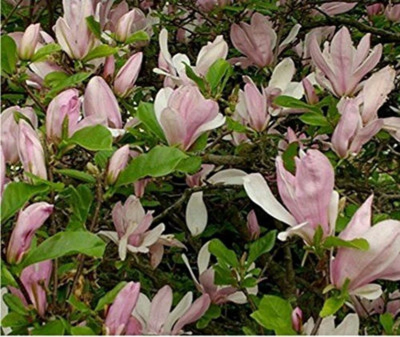 Image of Direct Plants Magnolia George Henry Kern Tree 3-4ft Supplied In A 3 Litre Pot