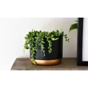Image of Thompson & Morgan Thompson and Morgan Senecio String of Teardrops 11cm Pot x 2