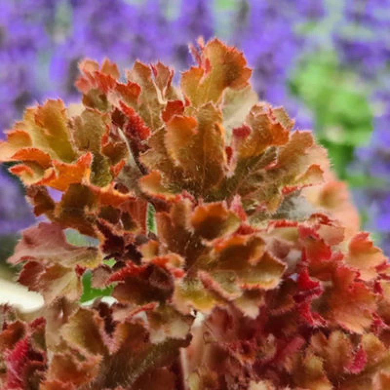 Image of Thompson & Morgan Heuchera Frilly 9Cm Potted Plant X 1